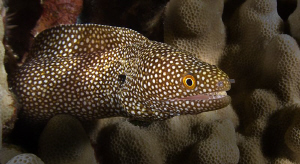 An Eel off the coast of Kona Hawaii. Olympus C5060 by Mick Tait 